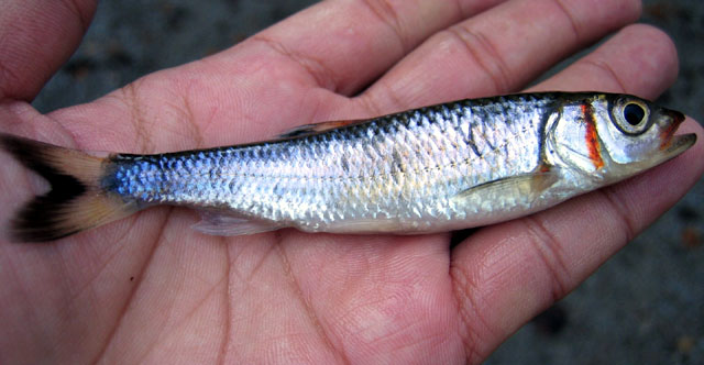 (Luxilus) Род ЛУКСИЛЫ 9 видов